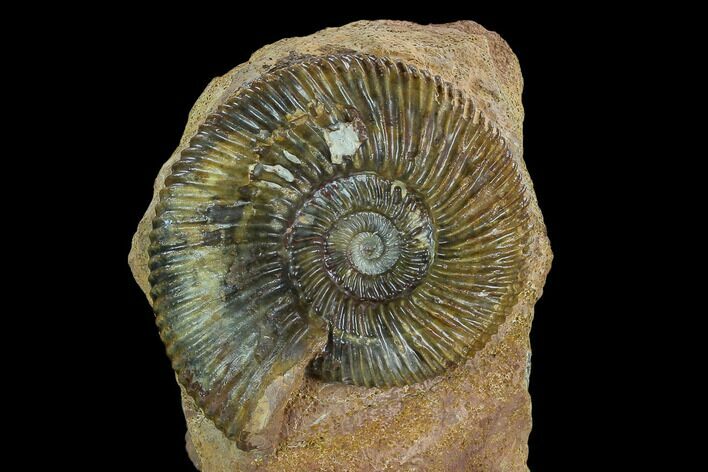 Jurassic Ammonite (Parkinsonia) Fossil - Sengenthal, Germany #129411